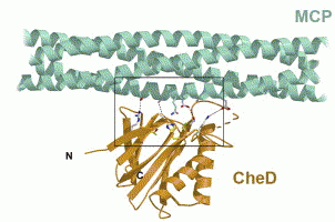 Chemotaxis Protein 
                        Structures